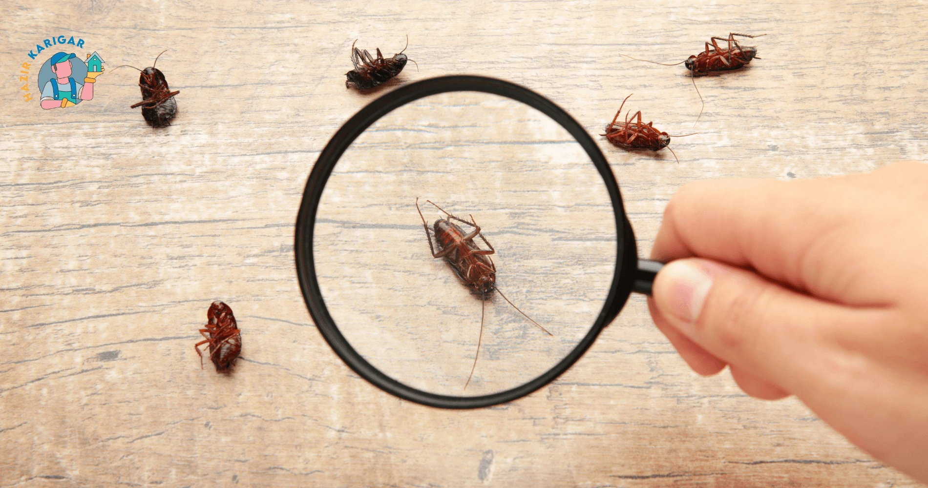 Emergency Pest Control in Service in Lahore